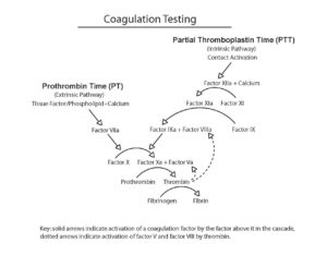 Drawing of the coagulation testing cascade Drawing of the coagulation testing cascade