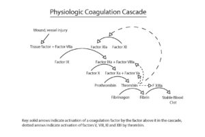 Drawing of the physiologic coagulation cascade Drawing of the physiologic coagulation cascade